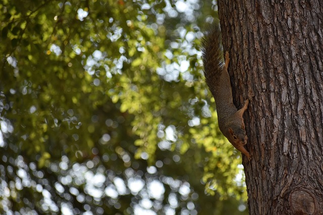 巴西传奇球 巴西传奇球